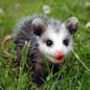 opossums4eva
